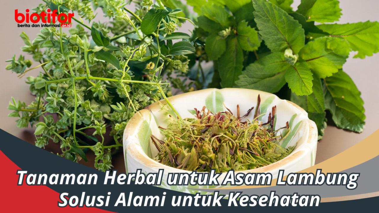 Pengobatan Alami Untuk Asam Lambung