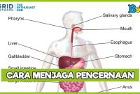 Cara Menjaga Kesehatan Pencernaan Setiap Hari