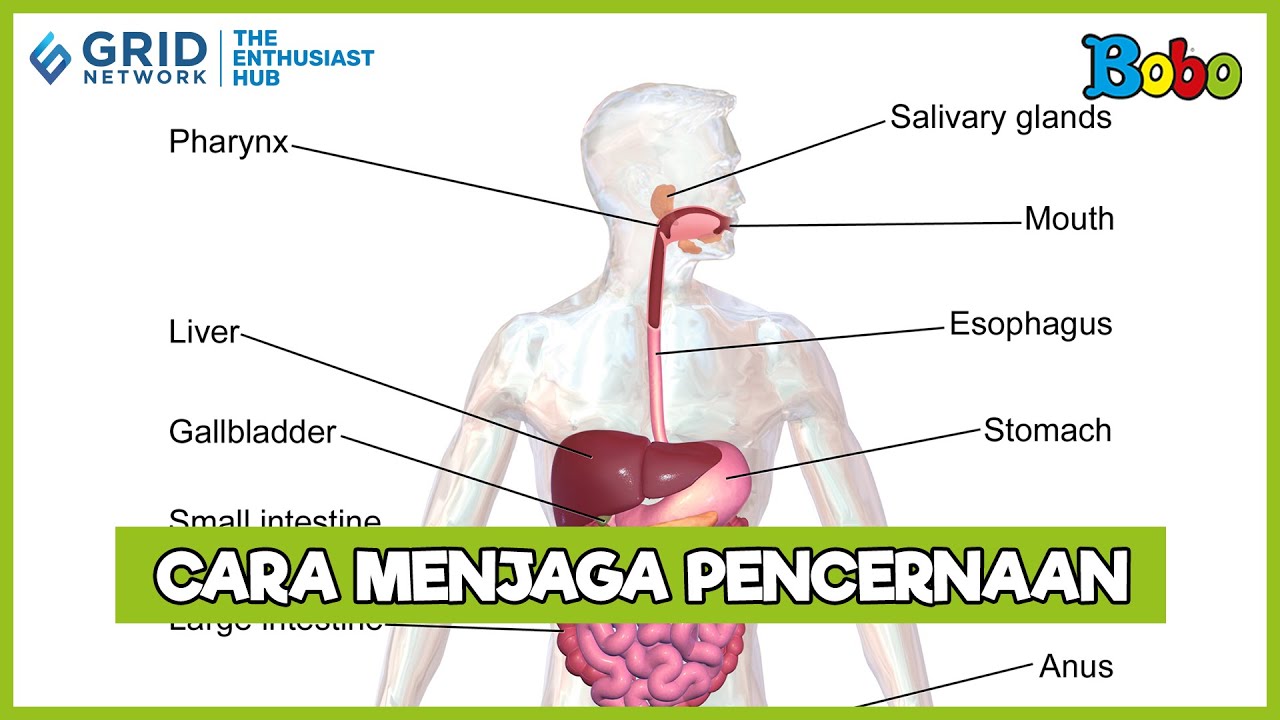 Cara Menjaga Kesehatan Pencernaan Setiap Hari