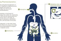 Bagaimana Cara Kerja Obat Dalam Tubuh Manusia