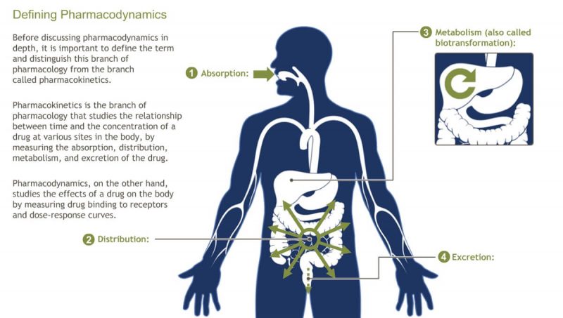 Bagaimana Cara Kerja Obat Dalam Tubuh Manusia